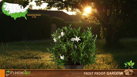 Naturehills.com has been visited by 10k+ users in the past month Frost Proof Gardenia | Frost Proof Gardenia Bush ...