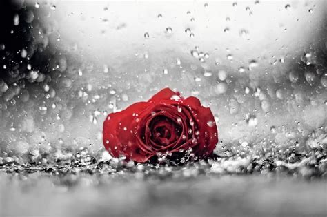 She was a finalist in the 2007 kerrville folk festival new folk competition. Roses and Rain - Roses and Rain