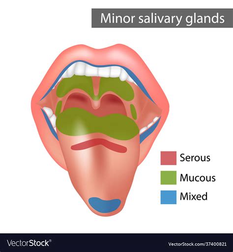 Minor Salivary Glands Mixed Mucous Serous Vector Image