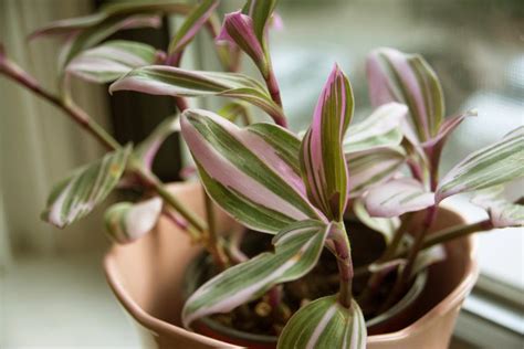 7 Unusual Houseplants To Up Your Plant Parent Cred Lovetoknow