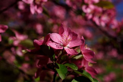 Tree Pink Bloom Spring Flower Flowers Free Nature Pictures By