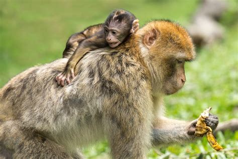 Baby Monkey Hanging At The Back Off Adult Monkey · Free Stock Photo