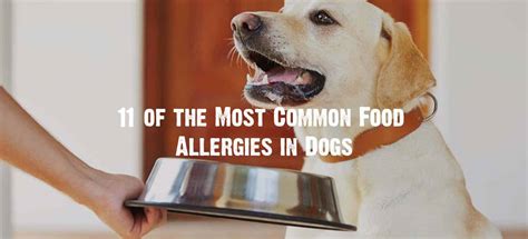 Food Allergies In Dogs Symptoms Diagnosis And Treatment