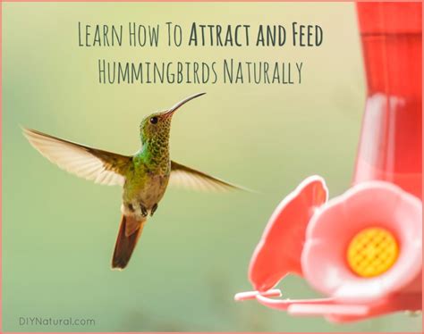 Hummingbird Food Recipe And How To Attract Hummingbirds