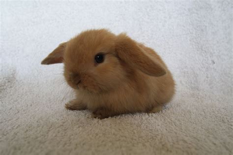 3 Gorgeous Mini Lop Rabbits For Sale Nottingham Nottinghamshire