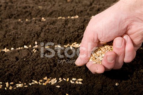 Sowing Wheat Stock Photo Royalty Free Freeimages