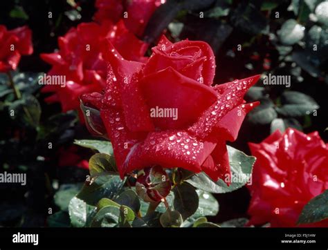 Red Floribunda Rose Hi Res Stock Photography And Images Alamy