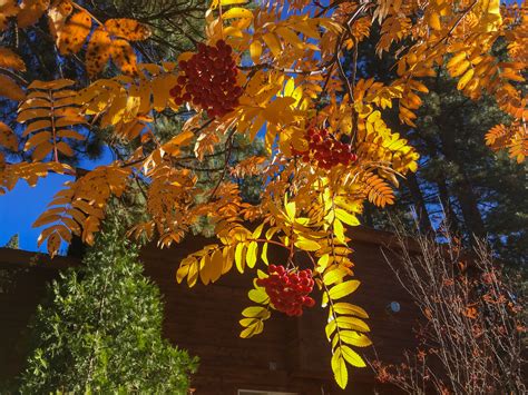 Deep red hues to the curtain of fall foliage at the national zoo in washington, dc. Mountain Ash Peaking at Tahoe - California Fall Color