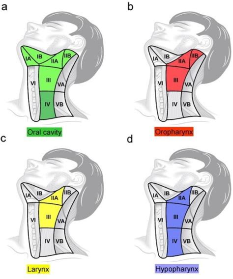Extent Of Selective Neck Dissection In Clinical N0 Neck Open I