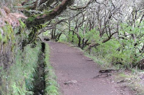 Levada Or Aqueduct Or Irrigation Channel With Hiking Trail In The