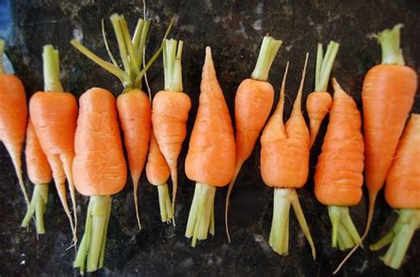 Growing Carrots A Tip From Grandpa Attainable Sustainable Growing