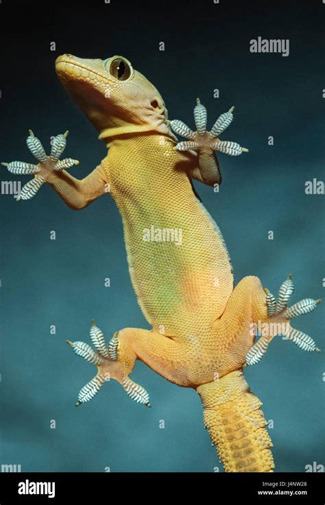 Gecko Anatomy Fotografías E Imágenes De Alta Resolución Alamy