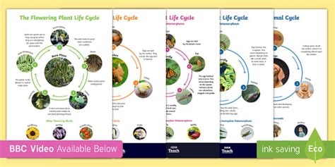 Free Life Cycle Posters Bbc Teach Video Twinkl Partnerships