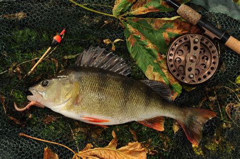 Coarse Fishing In Wales Overview Fishing In Wales