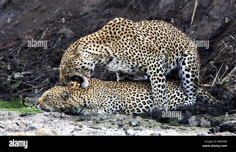 Leopards Mating Kruger Park South Africa Stock Photo Alamy