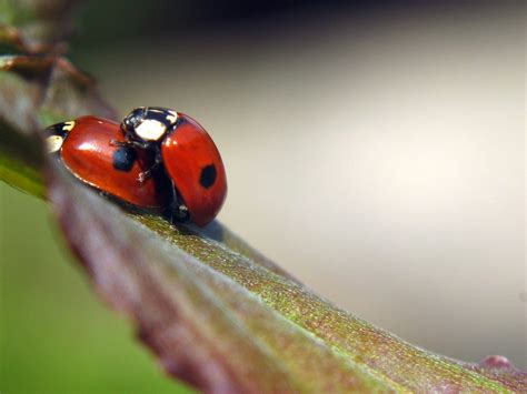 Two Little Ladybugs Free Photo Download Freeimages