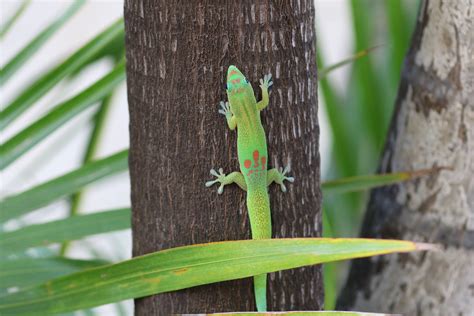 Maui Gecko James M Wise