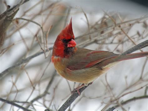 A Rare Bird Indeed A Cardinal Thats Half Male Half Female The New