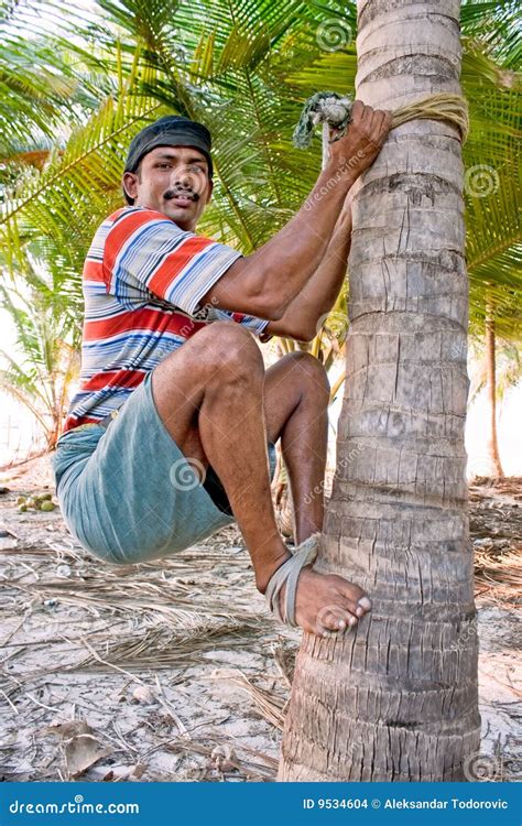 Strong Deft Man Are Climbing On Coconut Tree Stock Photo Image Of
