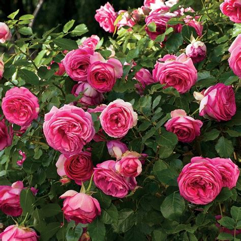 Pretty In Pink Eden® Climbing Rose Jackson And Perkins
