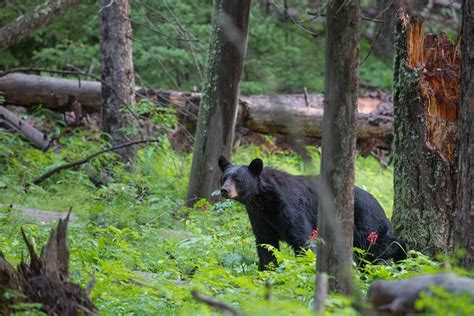 Interesting Facts About The American Black Bear Just Fun
