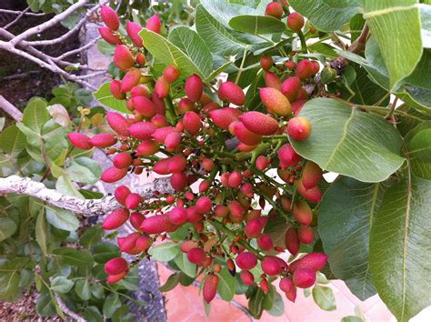 What Is A Pistachio Tree Karima Albers