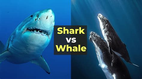 Difference Between Shark And Whale Difference Between Shark And Whale In Hindi Shark And