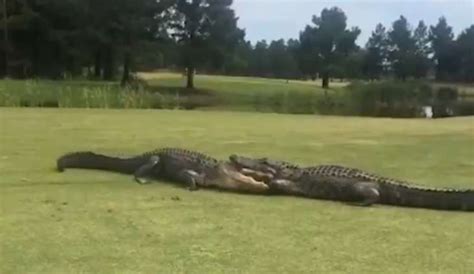 Giant Alligators Engage In Fight On Golf Course In South Carolina
