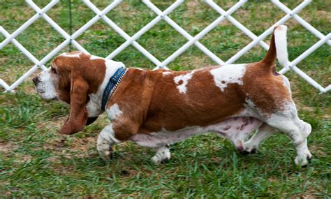 Basset Hound Dog Breed Information Pictures And More