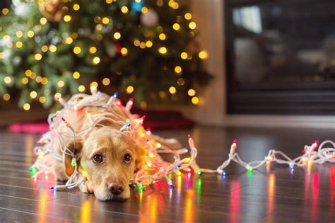 It's the day before christmas and all through the house. Pet Safety During Christmas - Southern Living