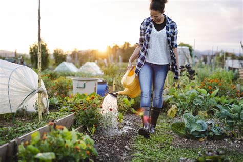 African American Woman Watering The Vegetables At Sunset Foundation