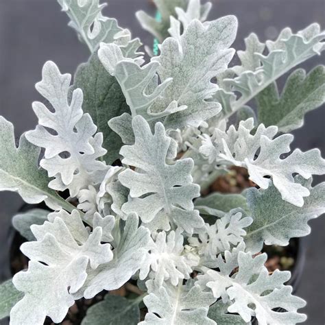 Dusty Miller Silver Dust Dusty Miller From Saunders Brothers Inc