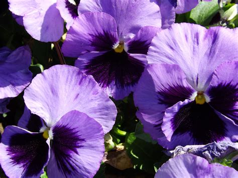 Purple Flowers | Pansies flowers, Purple flowers, Pansies