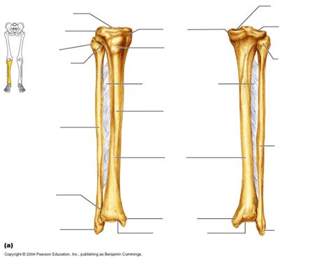 Tibia And Fibula Bone Markings Diagram Quizlet