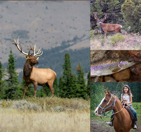 Rb Outfitters And Guide Service New Mexico Elk Hunting Mule Hunting