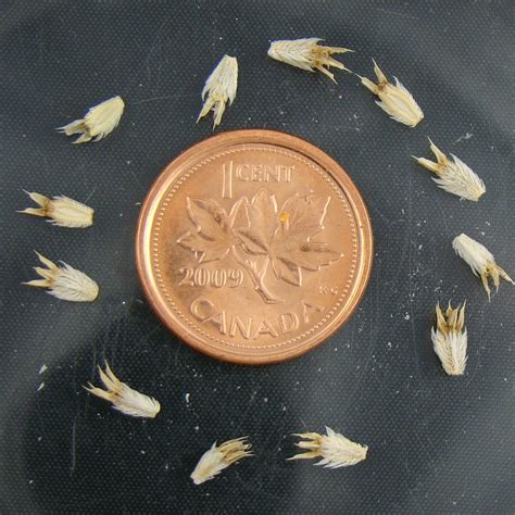 Plant 3 per square metre. Sea Holly Seeds | The Seed Basket