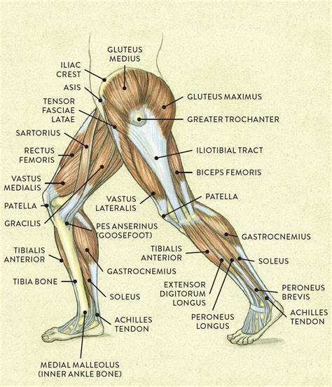 Anatomy Lower Body Muscles Muscles Diagrams Diagram Of Muscles And