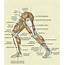 Muscles Of The Leg And Foot  Classic Human Anatomy In