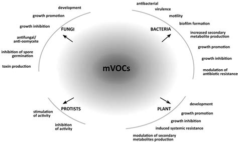Frontiers Microbial Volatiles Small Molecules With An Important Role