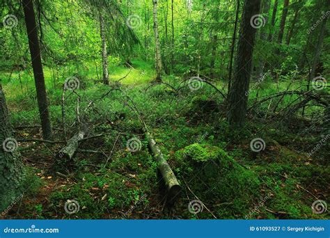 Summer Dense Pine Forest Stock Image Image Of Fresh 61093527