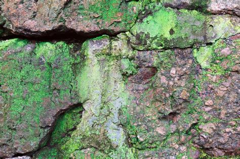 Texture Of Old Cracked Wall Covered With Green Moss Close Up Stock