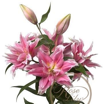 Lily Oriental Roselily Thalita Cm Wholesale Dutch Flowers