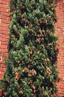 Your new italian cypress tree should be watered twice a week for the first month, once a week for the next two months and then every two. Diseases of Leyland Cypress in the Landscape | UGA ...