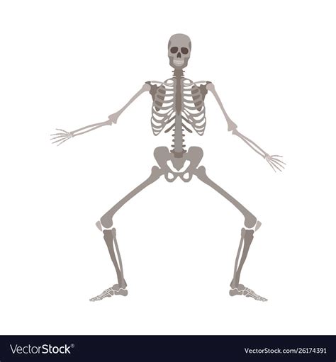 Human Skeleton Standing With Legs Bent And Arms Vector Image