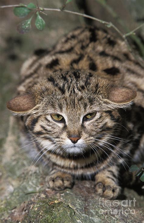 black footed cat felis nigripes photograph by gerard lacz