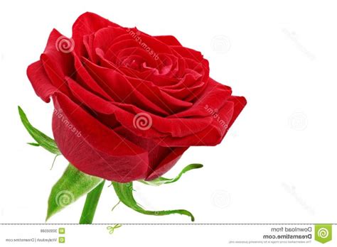 Photo Single Rose Flower