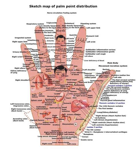 Reflexology Of The Hand Hand Reflexology Reflexology Medical Knowledge