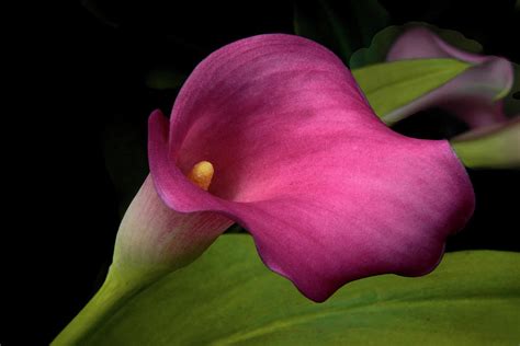Calla Curves Photograph By Jessica Jenney Pixels
