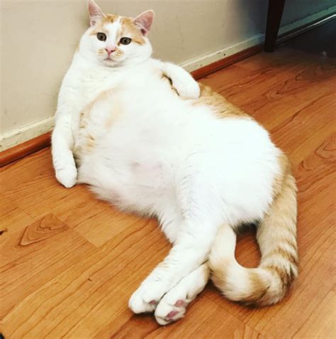 The 50 Absolute Fattest Cats I Could Find For You