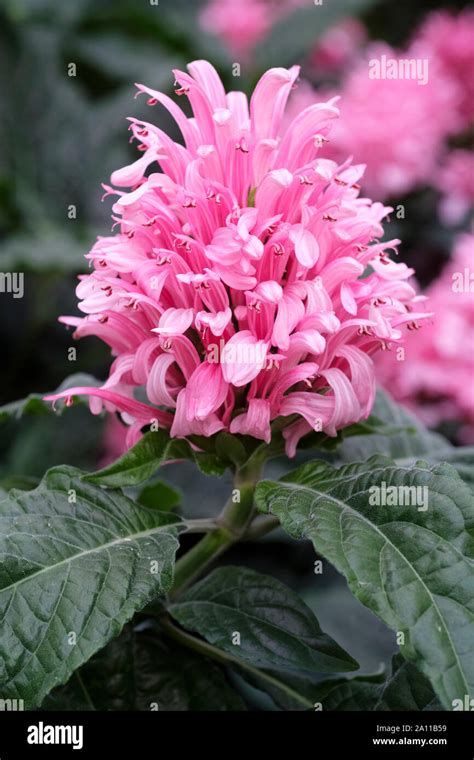 Close Up Of Pink Flowers Of Justicia Carnea Brazilian Plume Flower